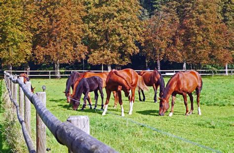 Pâturage - Un lieu où le cheval redevient un vrai cheval - Au Coeur des ...