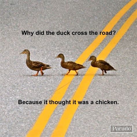 35 Funniest "Why Did the Chicken Cross the Road?" Jokes - Parade