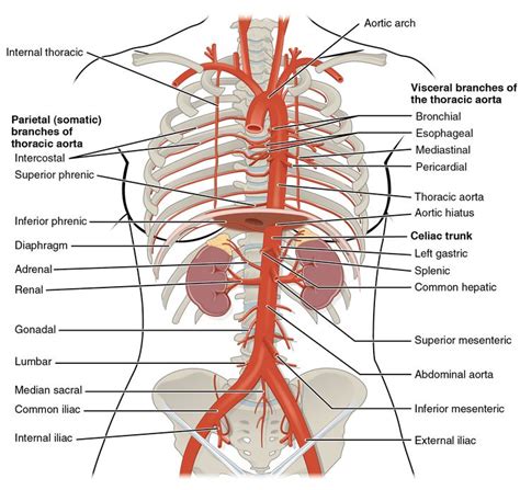 Pin on Anatomy and Physiology