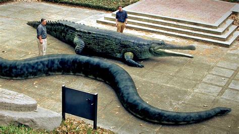 Titanoboa Size Comparison