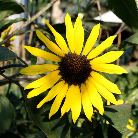 Yellow Sunflower Picture | Free Photograph | Photos Public Domain