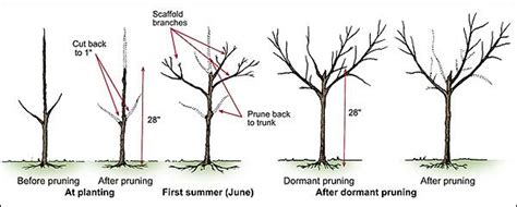 Pruning peach trees | Pruning peach trees, Peach trees, Tree pruning