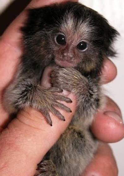 What is a Finger Monkey? | Animal Pictures and Facts | FactZoo.com