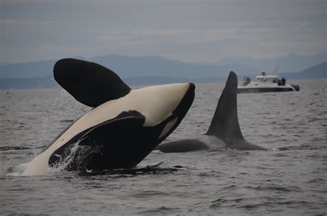 Orca inbreeding : r/orcas