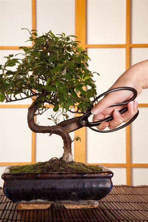 Amazing Pruning A Bonsai Tree of the decade Learn more here | leafyzen