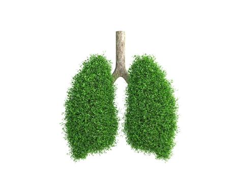 Premium Photo | The tree grows in the form of a human lung