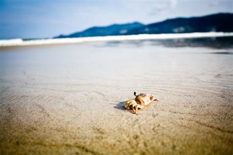 12 Popular Types Of Pet Crabs (with Pictures) | Pet Keen