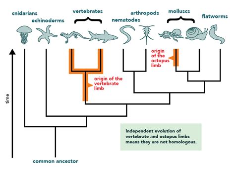 Homology - Definition and Examples - Biology Online Dictionary