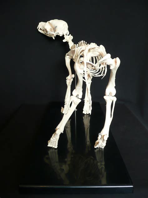 Anatomical Canine/Dog Skeleton Model | Animal Models – Store – Medical Models