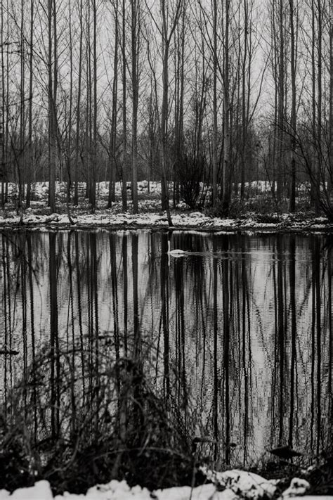 Free picture: winter, riverbank, black and white, river, reflection ...