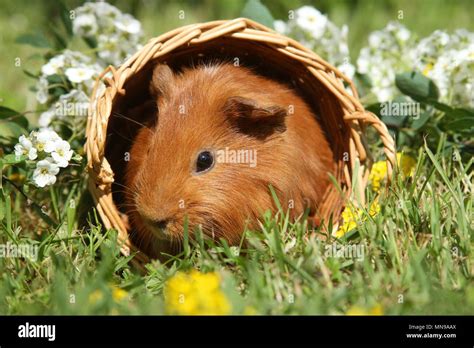 Sheltie guinea pig Stock Photo - Alamy