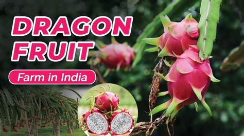 Process to Set Up Dragon Fruit Farm in India