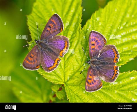 Iridescent butterfly hi-res stock photography and images - Alamy