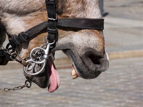 Best Horse Mouth Open Stock Photos, Pictures & Royalty-Free Images - iStock