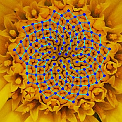 Fibonacci Numbers in Nature - Natureglo's eScience MathArt Virtual Library