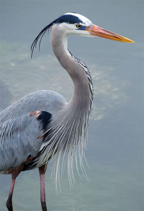 116 best images about Herons. paintings .photos. drawings on Pinterest | Herons, Japan art and ...