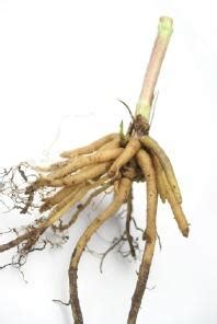 Valerian Root Side Effects | LoveToKnow Health & Wellness