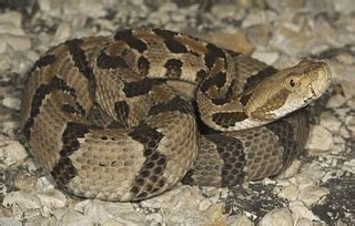 Timber Rattlesnake Facts and Pictures | Reptile Fact