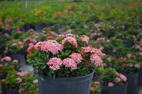 Ixora coccinea 'Dwarf Pink' from Plant Life Farms