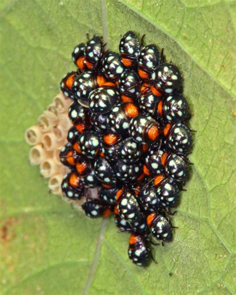 ladybugs - Google Search | Small beetles, Ladybug, Black spot