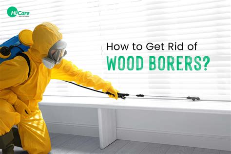 How to Get Rid of Wood Borers in Furniture? | HiCare