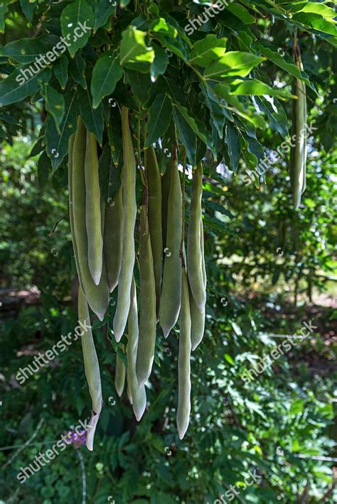 Seed Pods Japanese Wisteria Wisteria Floribunda Editorial Stock Photo ...