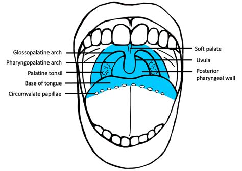 Lips Pathology Outlines | Lipstutorial.org