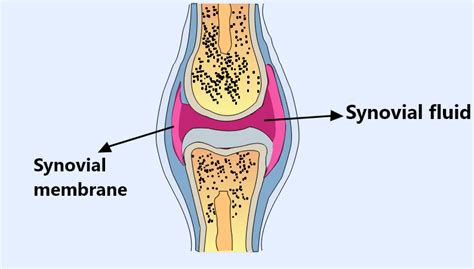 Synovial fluid is secreted by(a) Blood(b) Cartilage(c) Bone(d) Synovial membrane