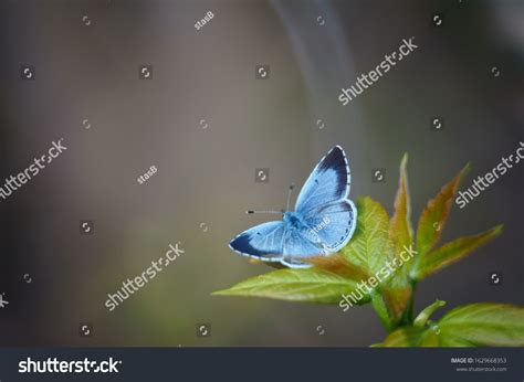 Blue Butterfly Field Colors Flower Landscape Stock Photo 1629668353 ...