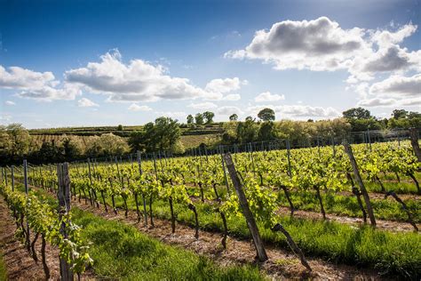 Bordeaux | Bordeaux, Vineyard, Wine region