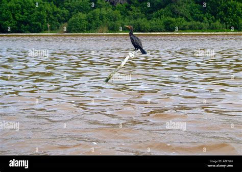 The Celestun wildlife refuge, Yucatan, Mexico Stock Photo - Alamy