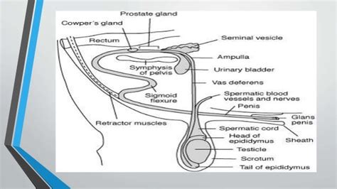 Male reproductive system of cattle