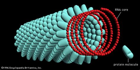 Virus - Protein Capsid, Structure, Infection | Britannica