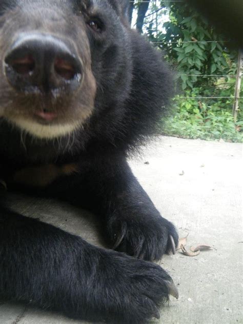 Some beautiful bears I recently met in Chengdu, China at Animals Asia | Black bear, Moon bear ...