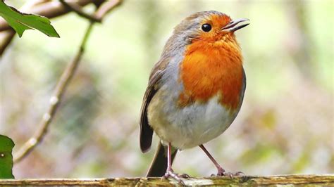 I Love To Hear The Birds Chirping In The Morning | Robin bird, Beautiful birds, Robin redbreast