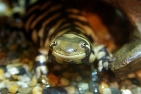 Barred Tiger Salamander by Kuribo Wikimedia Commons - Earth Buddies