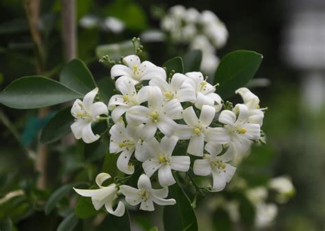 How to Grow Night Blooming Jasmine - Plant Instructions