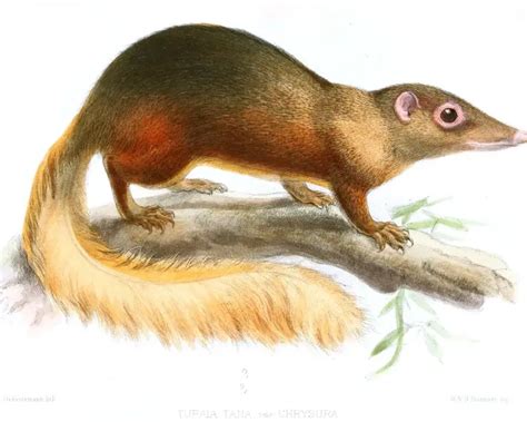 Large treeshrew - Facts, Diet, Habitat & Pictures on Animalia.bio