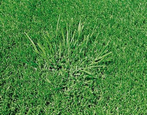 How Tall Fescue Got In My Lawn: A Comprehensive Guide | LawnHelpful.com