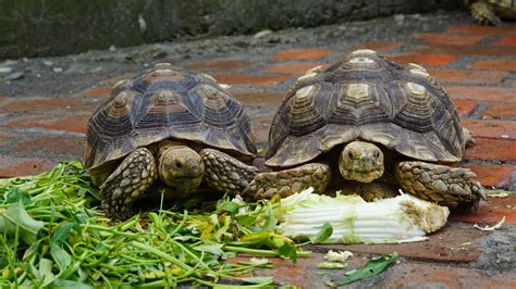 MENGENAL KURA-KURA SULCATA ATAU SULCATA TORTOISE - Bursa Ayam Hias