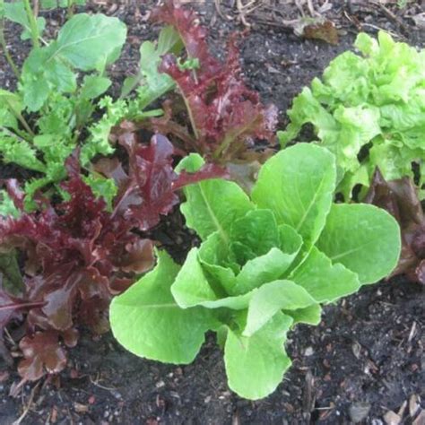 Growing Lettuce & Greens: How to Grow Lettuce