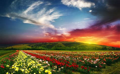 Flower Fields Wallpapers Images Photos Pictures Backgrounds