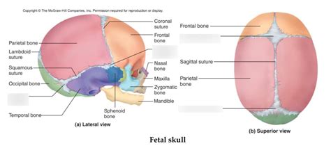 Fetal Skull Diagram | Quizlet