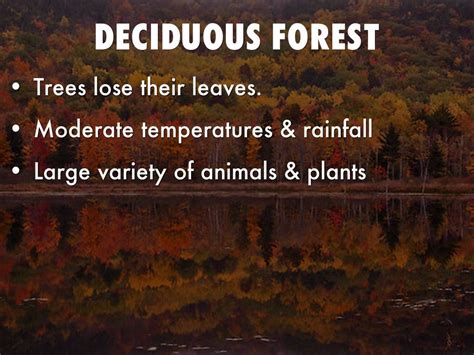 Deciduous Forest Biome Facts