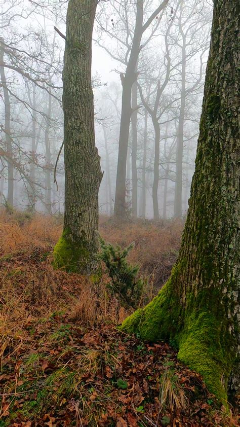 Scary View of Forest at Night · Free Stock Photo