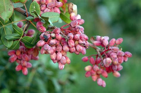 5 PISTACHIO NUT TREE Pistacia Vera Fruit Red Flowers Seeds | Etsy in 2021 | Pistachio plant ...