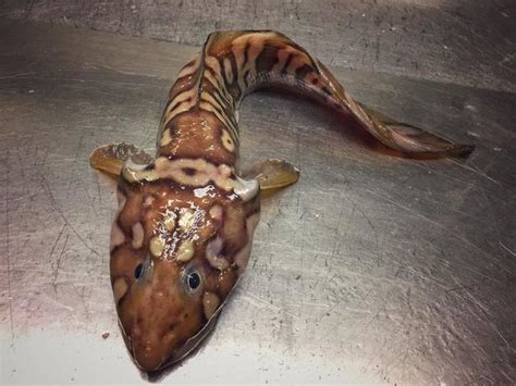 Crazy-looking fish - Crazy-looking fish from the deep sea - Pictures - CBS News