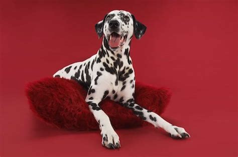 Dalmatian [Ultimate Guide: Health, Personality & More]