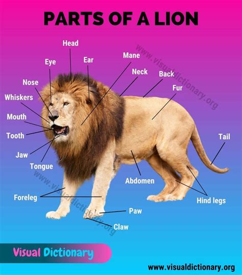 Lion Anatomy: Explore 25 Different Parts of A Lion