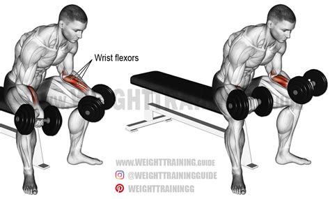 Seated dumbbell wrist curl | Armtraining, Hanteltraining, Tägliches ...